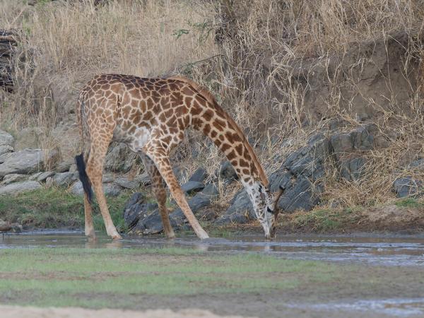 <h3><a href="/trips/tanzania/biota/animalia/chordata/mammalia/artiodactyla/giraffidae/giraffa camelopardalis/giraffa camelopardalis-nl.html">Giraffa&nbsp;camelopardalis</a> / Giraffe / Giraffe</h3>OM-1 Mark II met OLYMPUS M.150-400mm F4.5, 1/2000 sec  bij F4.5, ISO 1250, afstand 89.1&nbsp;m